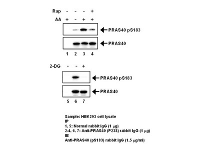 #28035 Anti-Human PRAS40 (S183 Phosphorylated) Rabbit IgG Affinity Purify