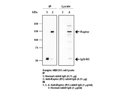 #28037 Anti-Human Raptor (R1) Rabbit IgG Affinity Purify