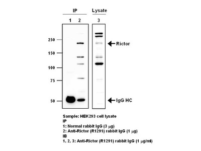 #28039 Anti-Human Rictor (R1291) Rabbit IgG Affinity Purify