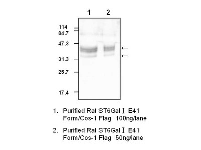 #28047 Anti- α2, 6-Sialyltransferase (M2) Rabbit IgG Affinity Purify