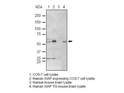 #28059 Anti-Human XIAP Rabbit IgG Affinity Purify