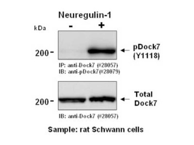 #28079 Anti-Human Dock7 (Y1118 Phosphorylated) Rabbit IgG Affinity Purify