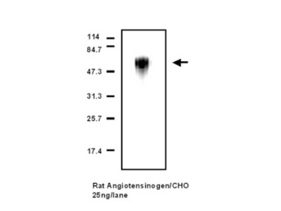 #28101 Anti-Mouse/Rat Angiotensinogen (405) Rabbit IgG Affinity Purify