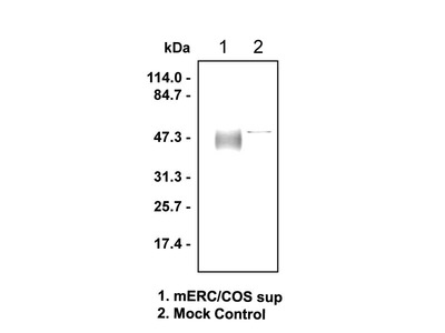 #28127 Anti-Mouse C-ERC/Mesothelin (308) Rabbit IgG Affinity Purify