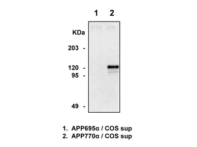 #28133 Anti-Human APP770 (351) Rabbit IgG Affinity Purify