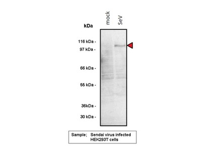 #28137 Anti-Human RIG-I (CTD) Rabbit IgG Affinity Purify