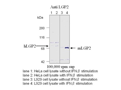 #29030 Anti-Human   LGP2 Rabbit IgG Affinity Purify