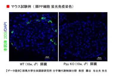 #10501 Anti- PP (Pancreatic Polypeptide) (23-2D3) Mouse IgG MoAb