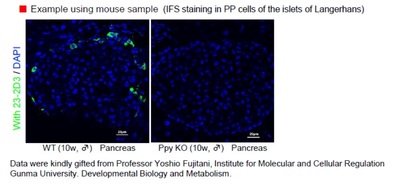 #10501 Anti- PP (Pancreatic Polypeptide) (23-2D3) Mouse IgG MoAb