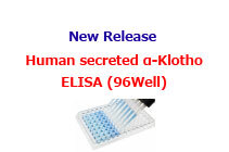 New Release! Human secreted α-Klotho Assay Kit - IBL