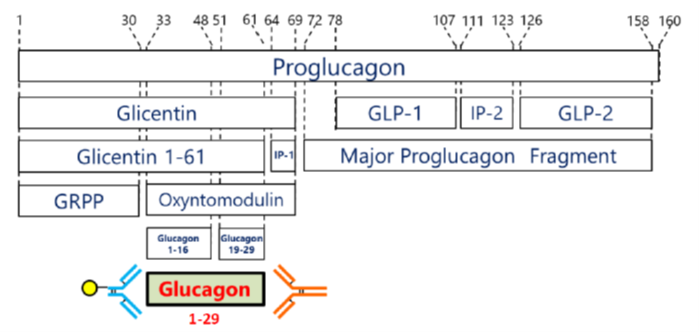 glucagon