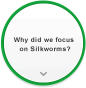 Why did we focus on Silkworms?