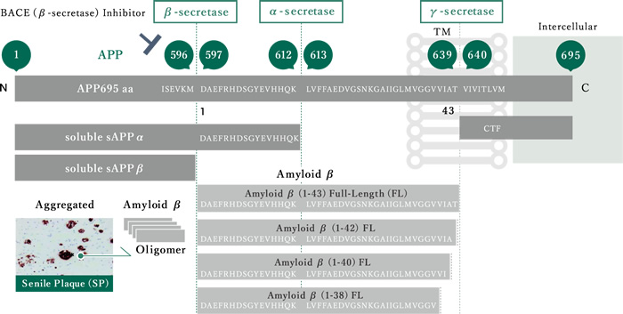 APP695 aa  – Transmembrane (TM) protein / mainly expressed in neuron cell