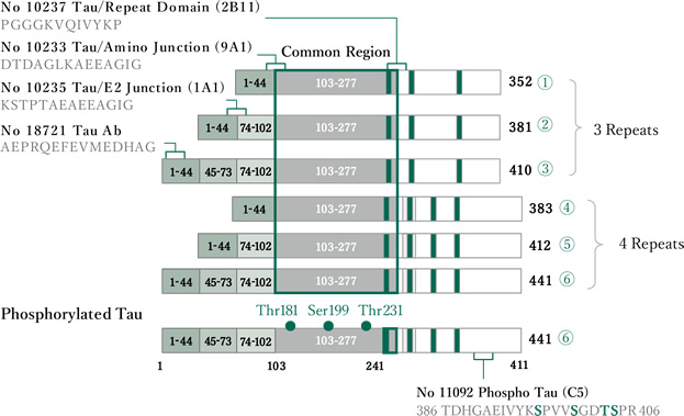 Tau 6 Isoforms