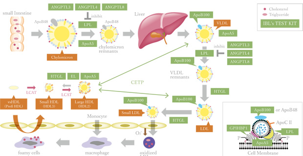 Lipid Metabolism Map