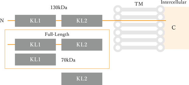 α-Klotho  – Transmembrane (TM) protein / mainly expressed in kidneys and parathyroid glands