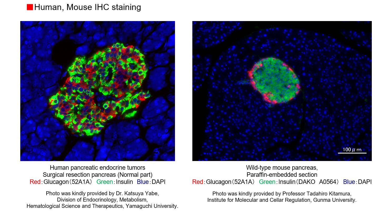 glucagon human,mouse IHC staining