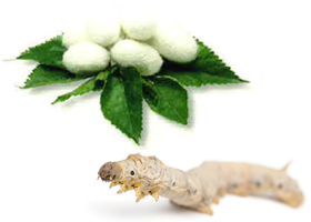 カイコ、繭のイメージ