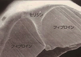 セリシン フィブロインのイメージ