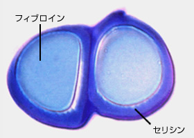 フィブロイン繊維、セリシンのイメージ