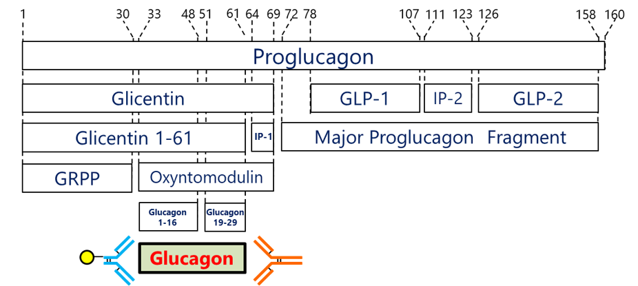 Glucagonプロセッシング図