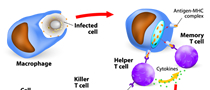 Cytokine