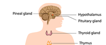 Endocrinology