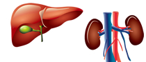 Liver / Kidney Diseases