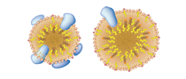 Lipid Metabolism