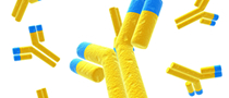 Secondary Antibody