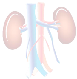 kidney
